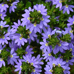 Scaevola Ventia Blue